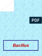 Lecture PP 19 Bacillus