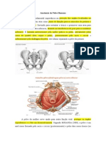 Anatomia da Pelve