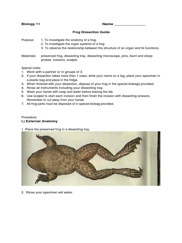 Frog Dissection Worksheet