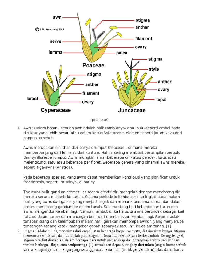 Struktur dan Bagian Rumput Poaceae | PDF