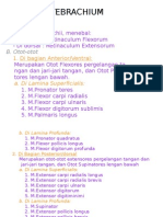 Regio Antebrachium Anterior2