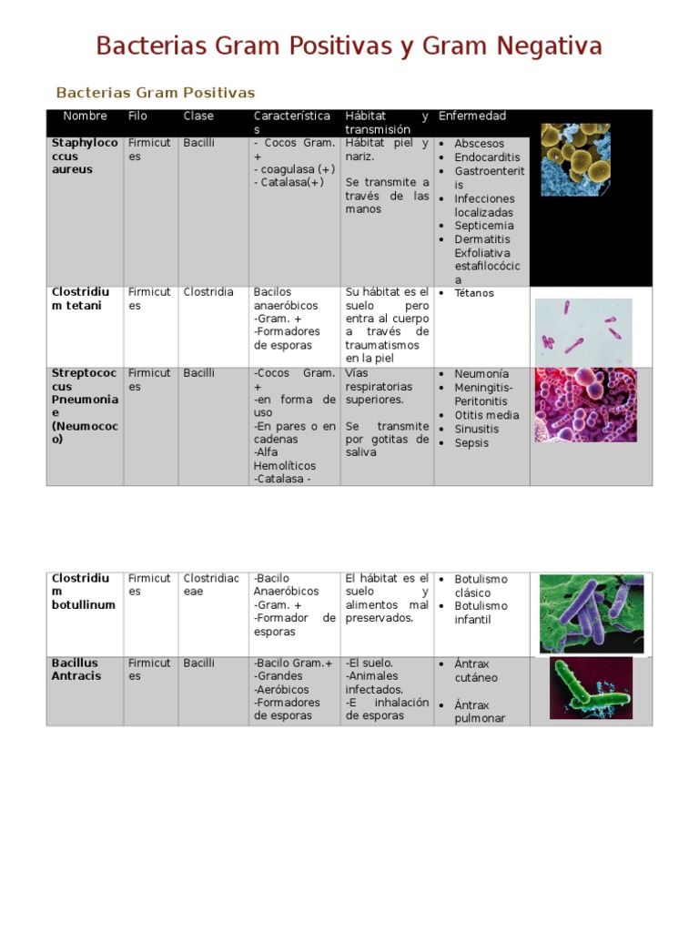 Bacterias Gram Positivas y Gram Negativa | PDF | Ántrax | Procariota