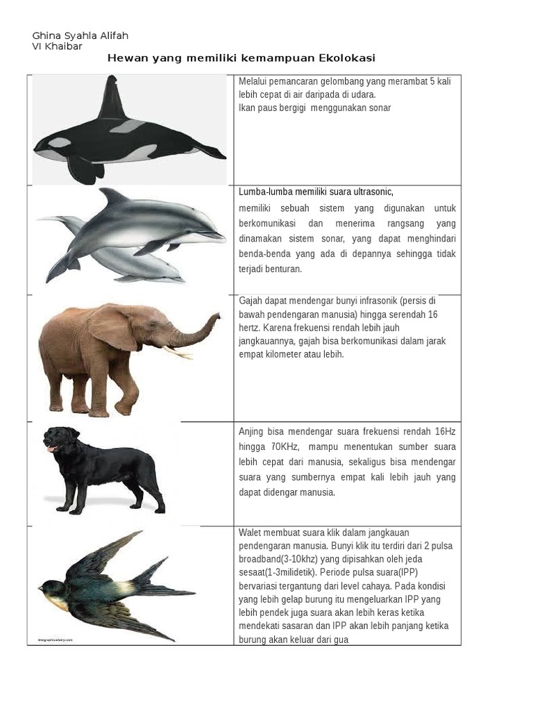 Contoh Soal Pendidikan Contoh Bunyi Infrasonik