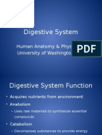 Digestive Systemasd