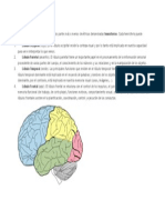 El Cerebro Humano Puede Dividirse en Dos Partes Más o Menos Simétricas Denominadas