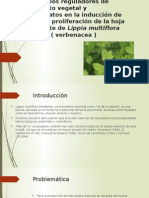 Efecto de reguladores en callogénesis Lippia multiflora