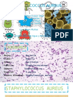 Staphylococcus Aureus