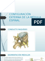 Configuración Externa de La Médula Espinal