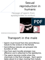 Sexual Reproduction in Humans - Gamete Transfer and Fertilisation