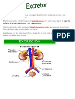 Sistema Excretor