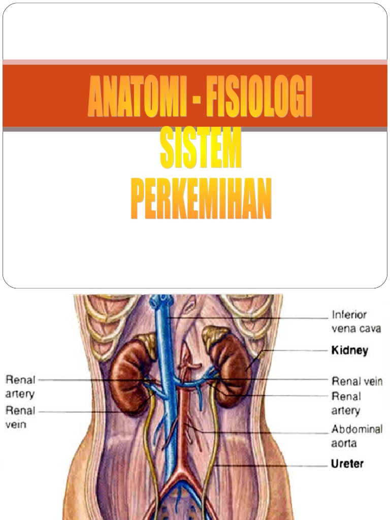 Anatomi fisiologi sistem perkemihan Anatomi fisiologi sistem perkemihan