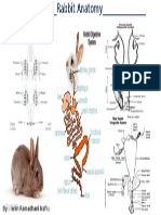 Rabbit Anatomy Guide - Learn Rabbit Body Parts