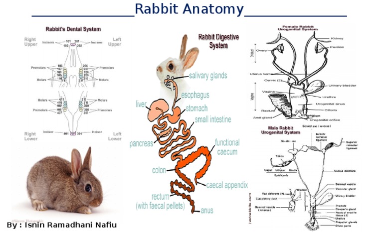 Rabbit Anatomy Overview and Insights | PDF
