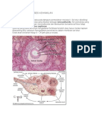 FERTILISASI-dr. Bambang