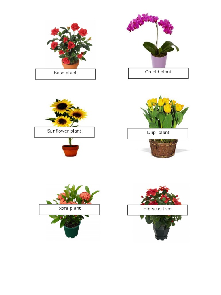 Popular Garden Plants Guide | PDF | Science & Mathematics