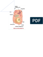 Celula Eucariotica y Procariotica