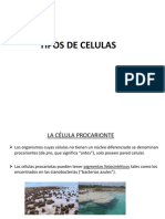 Tipos de Celulas