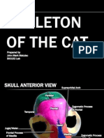 Skeleton of the Cat - Bio 102