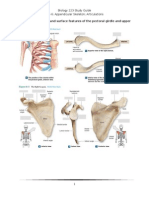 Lab 6 Study Guidle, Clavicula