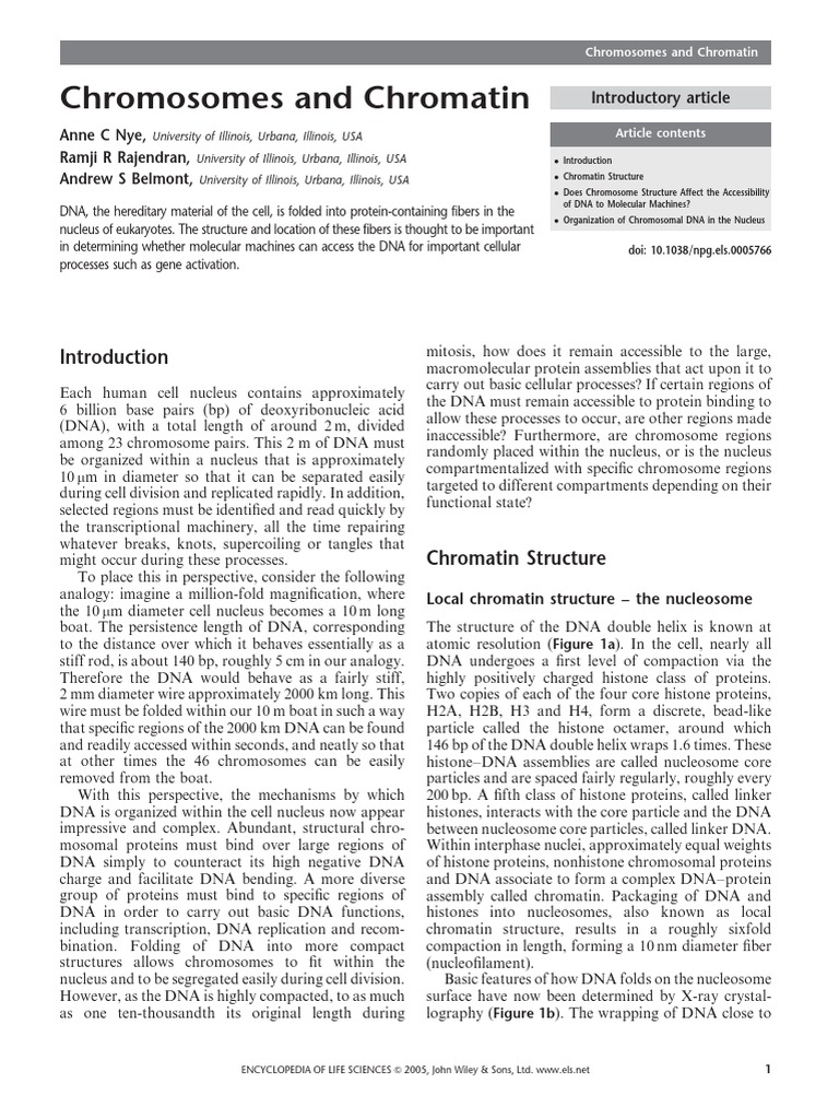 Chromatin Structure and Function | PDF | Chromatin | Histone