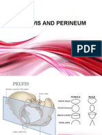 Anatomy of the Pelvis and Perineum