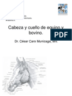 Anatomía cabeza y cuello equino bovino