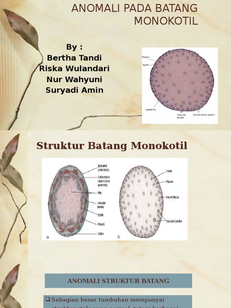 Struktur Batang Monokotil Dan Dikotil - Berbagi Struktur