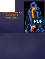 columna vertebral lineas lo importante.ppt