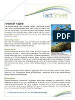 American Kestrel Fact Sheet 2 2 4