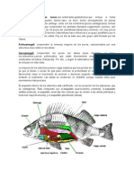 Exposición Osteíctios