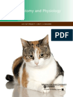 Cat Anatomy and Physiology