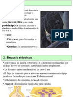 Sinapsis: tipos, mecanismos y funciones