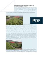 Se Desarrollan Plantaciones Forestales en Ayacucho