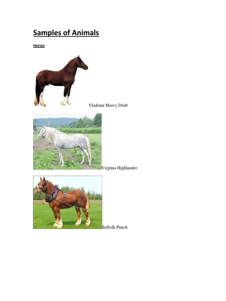 Sample of Animals | PDF