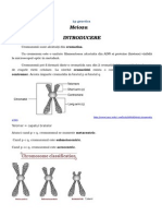 LP Meioza