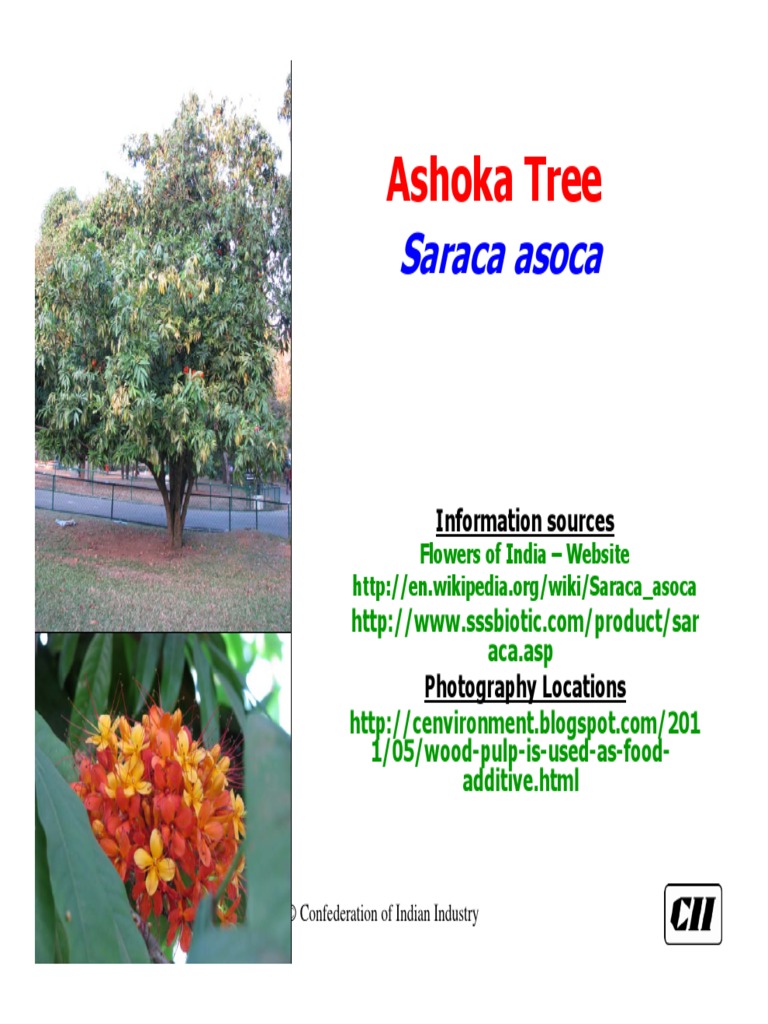 Saraca Asoca | PDF | Trees | Plants