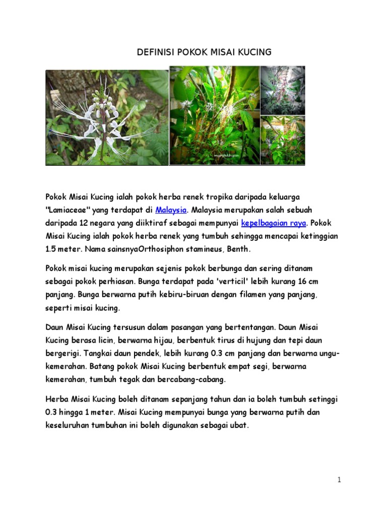 Khasiat Daun Misai Kucing