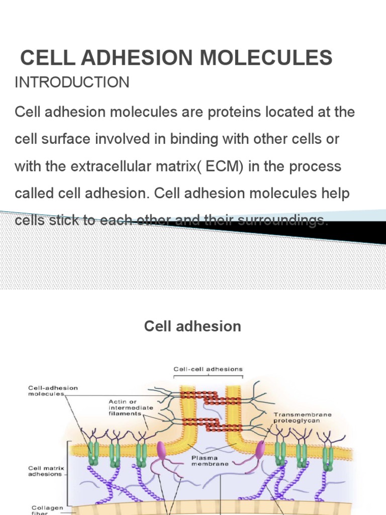Cell Adhesion Molecules | Cell Adhesion | Extracellular Matrix