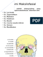 Anatomi Maksilofasial