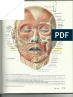 Facial Muscles - Buccinators