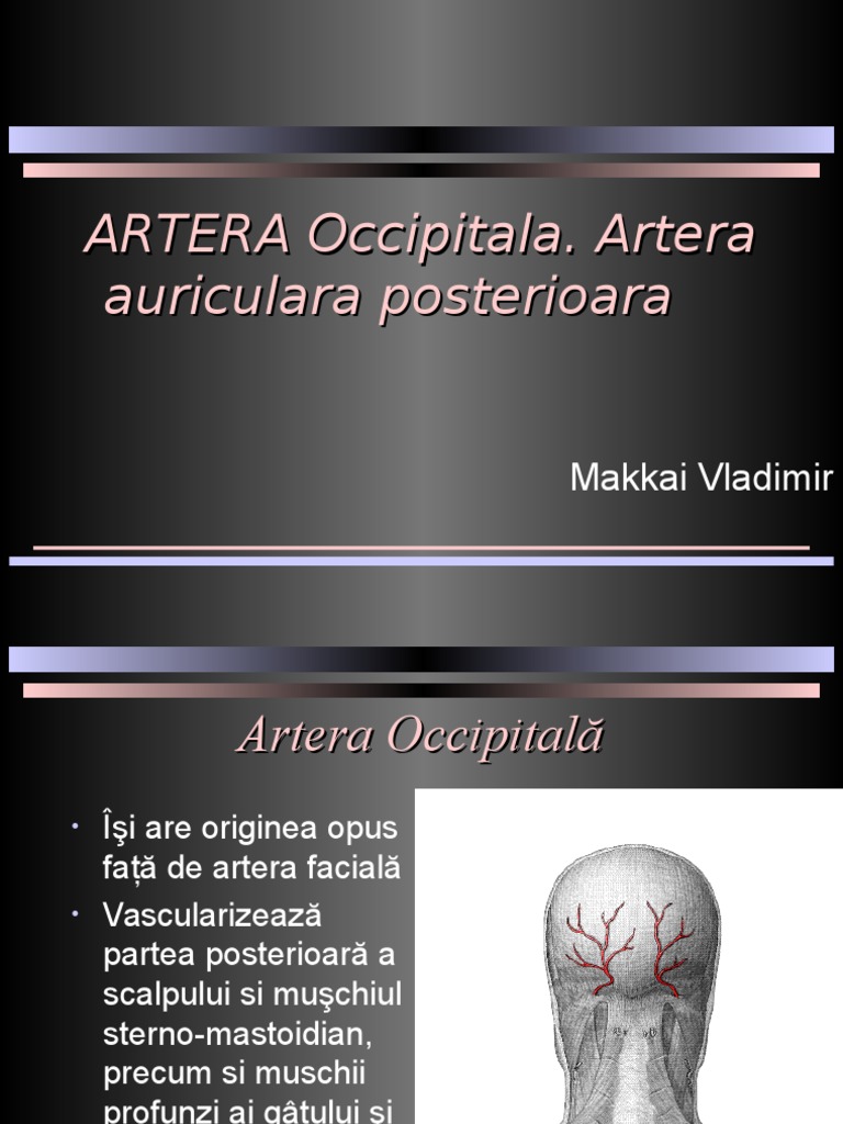 ARTERA Occipitala | PDF