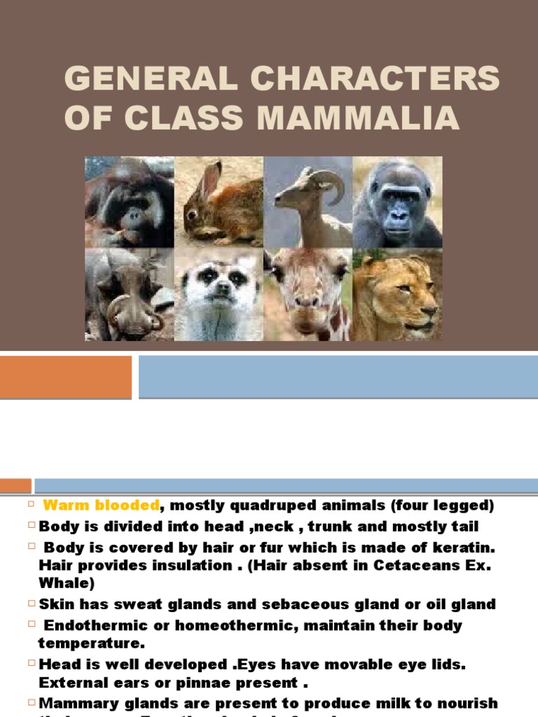 General Characters of Class Mammalia | Mammals | Tooth | Free 30-day ...