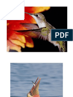 Bird Beak Adaptations - Bird Example Pictures