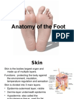 Anatomy Foot