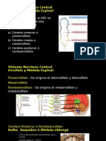 Sistema Nerviosos Central