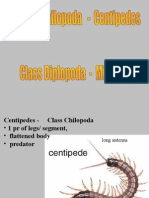 Millipedes Centipedes