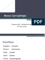 19 Musca Sarcophaga