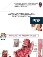 Aparato Gastrointestinal