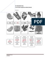 Latihan 2.6 Organisasi Sel Dalam Organisma Multisel PDF