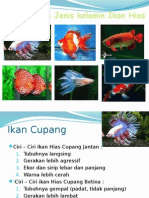 Menentukan Jenis Kelamin Ikan Hias